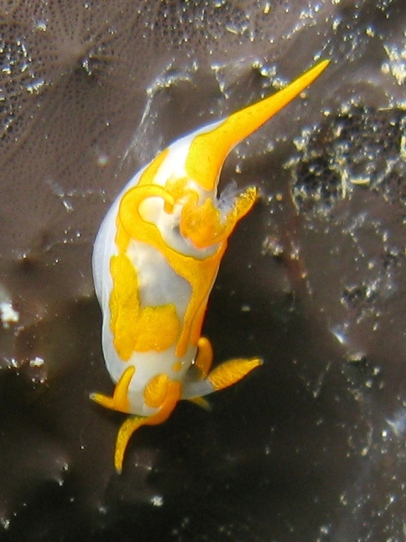 Trapania maculosa